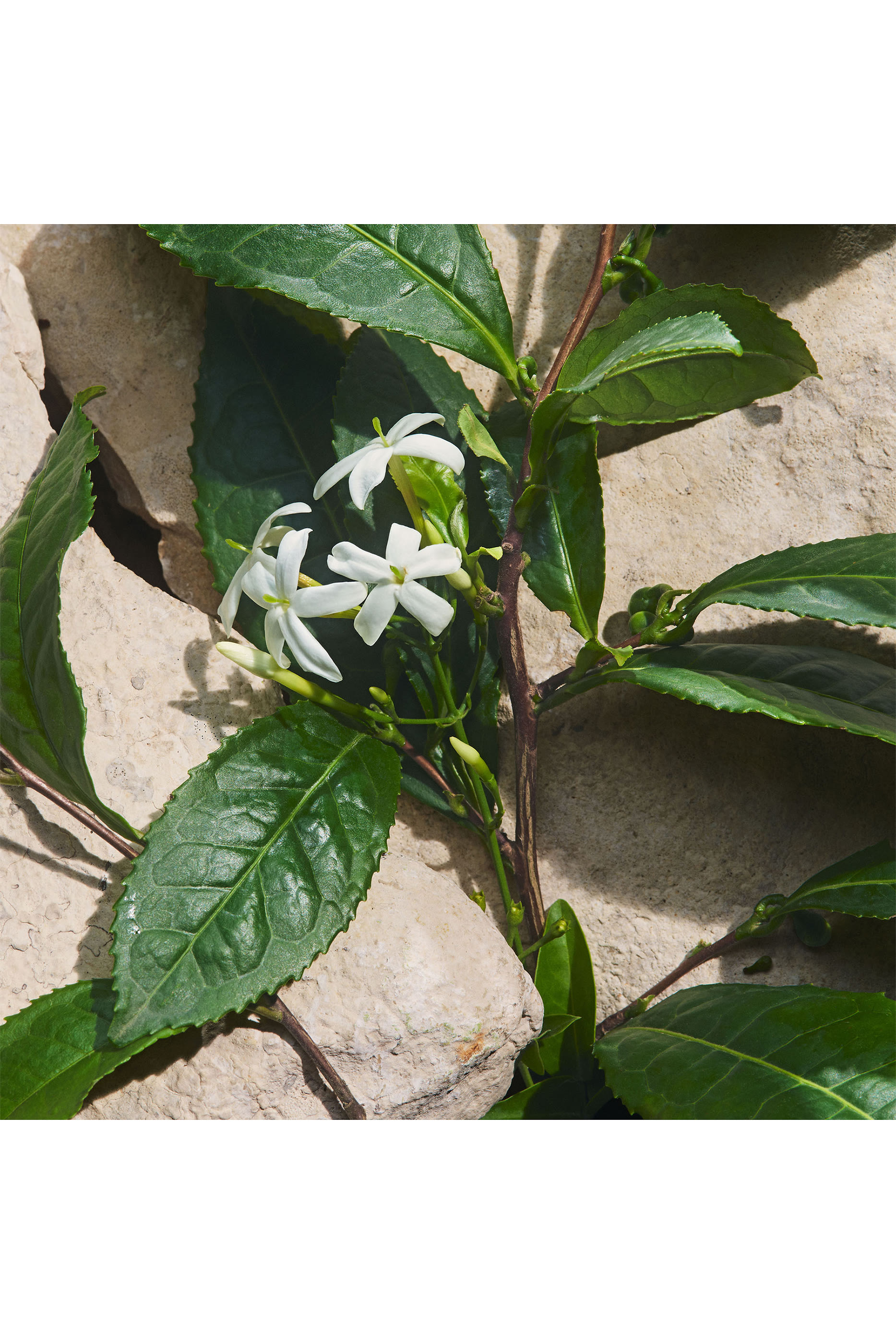 Light Blue Capri In Love Eau de Parfum