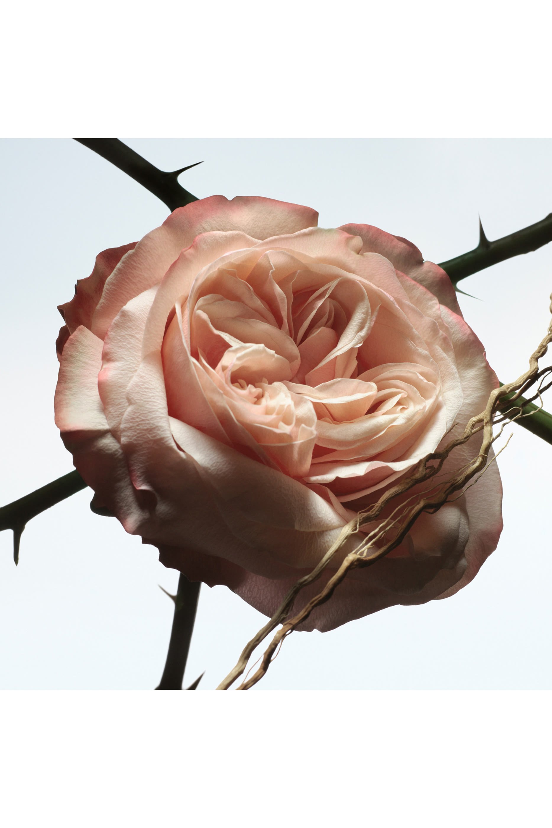 Rosa Carnivora Eau de Parfum