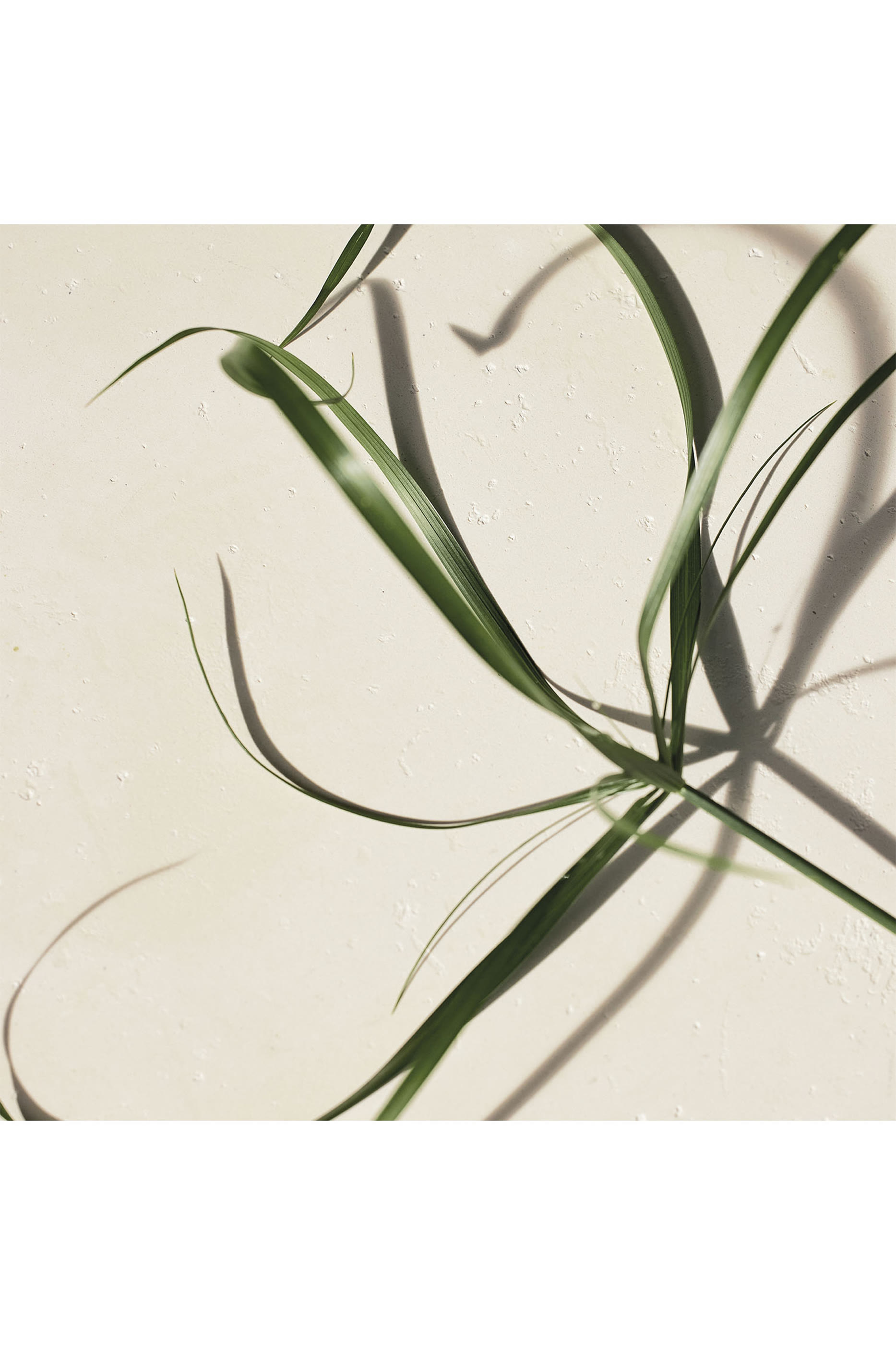 Atelier des Fleurs Papyrus Eau de Parfum