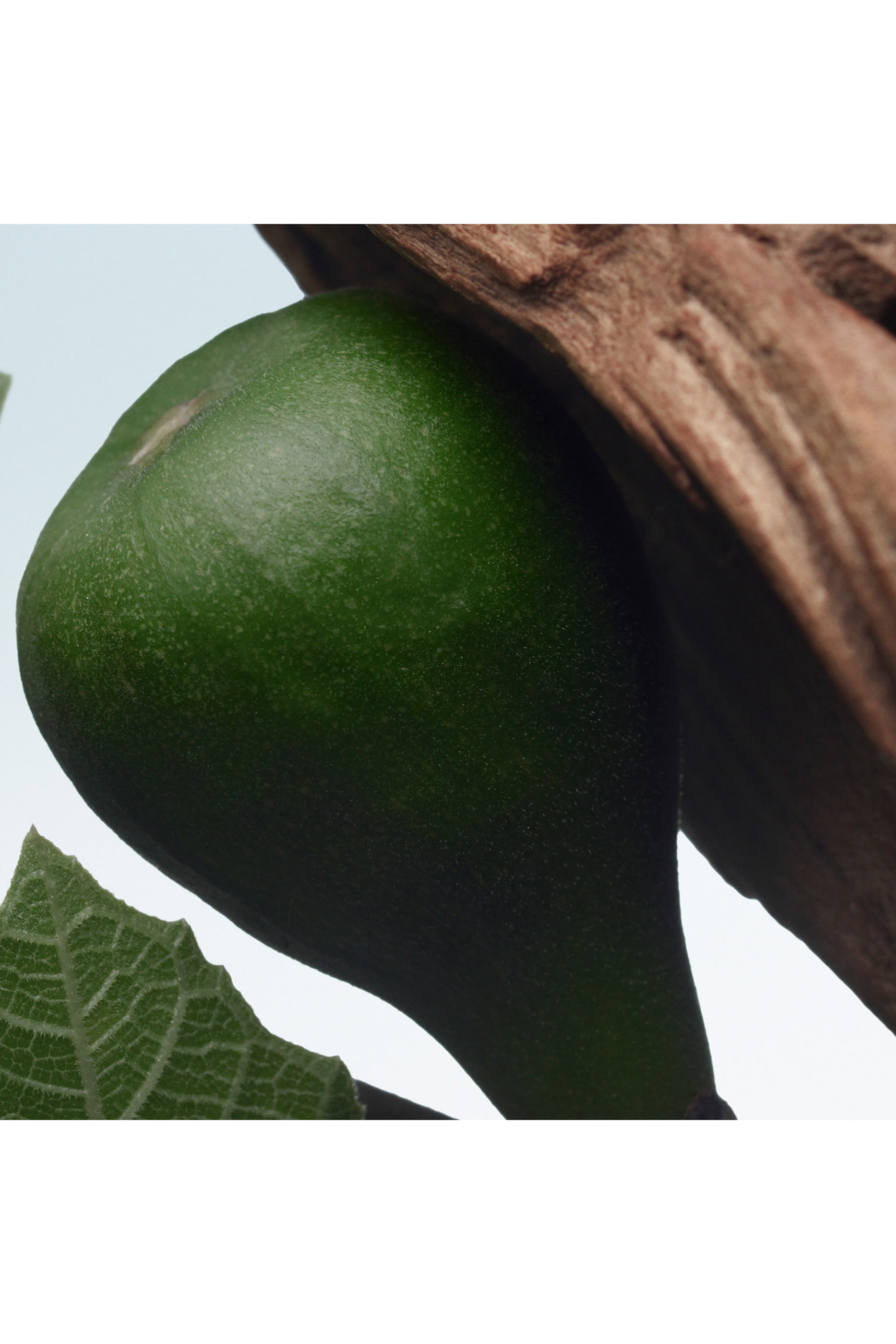 Santal Greenery Eau de Parfum