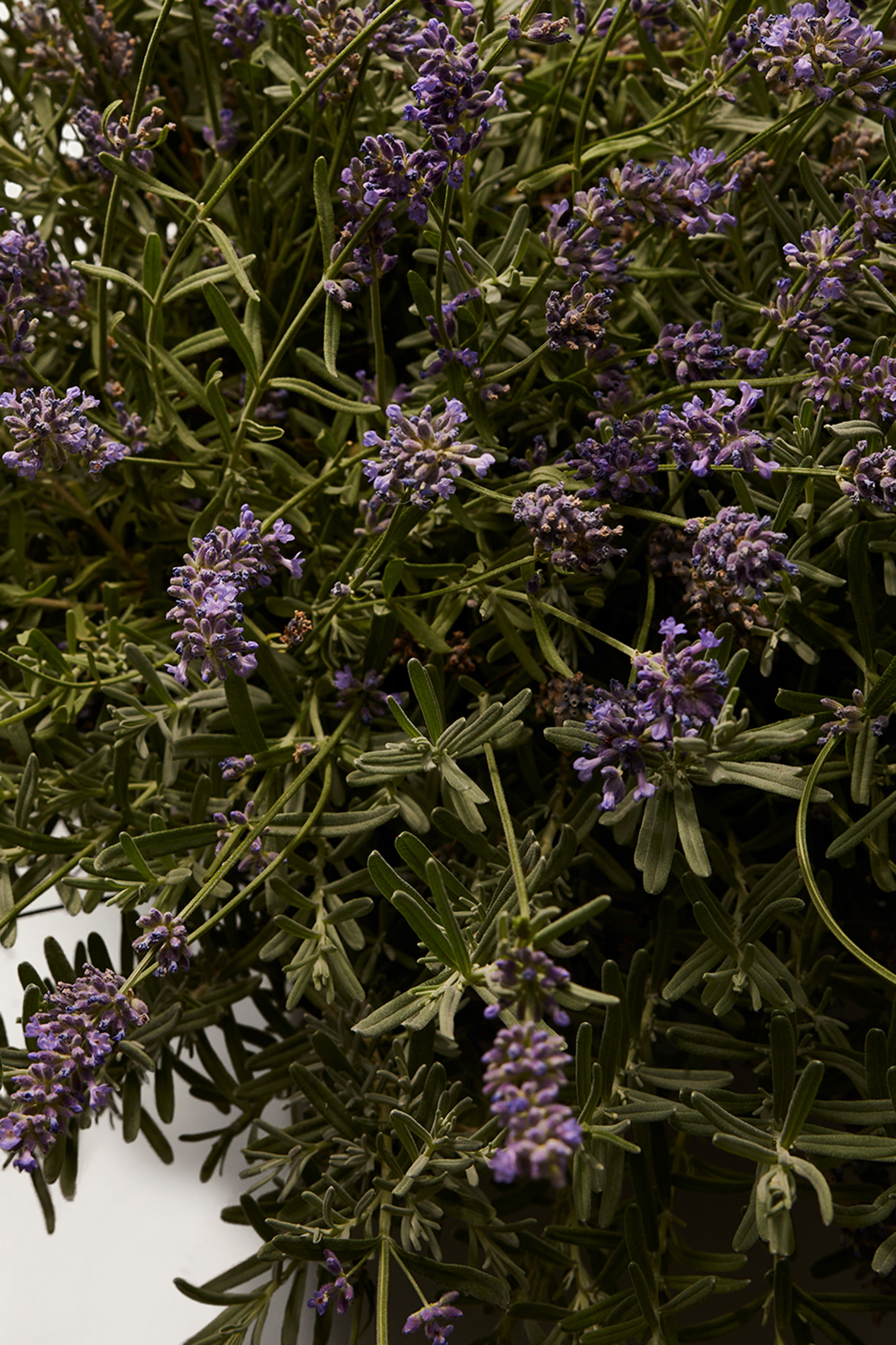 DGVIB3 Eau de Parfum