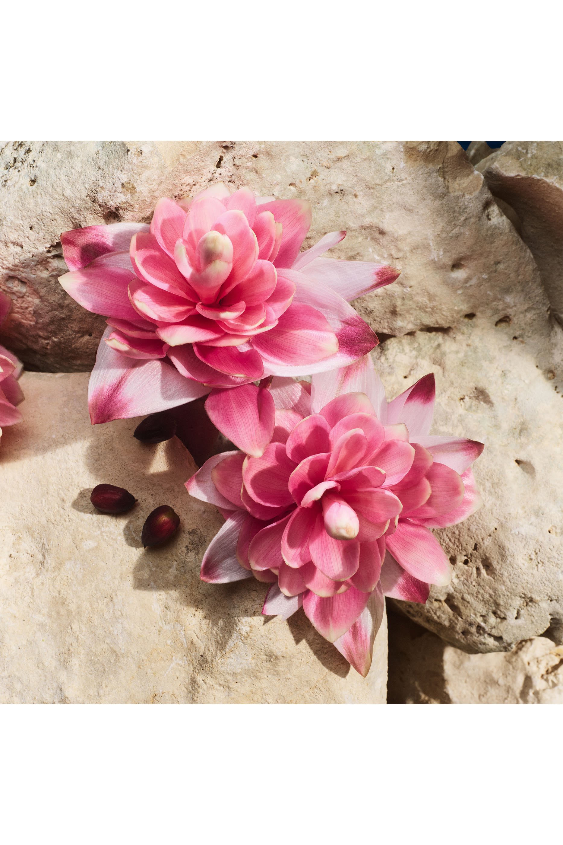 Light Blue Capri In Love Eau de Parfum