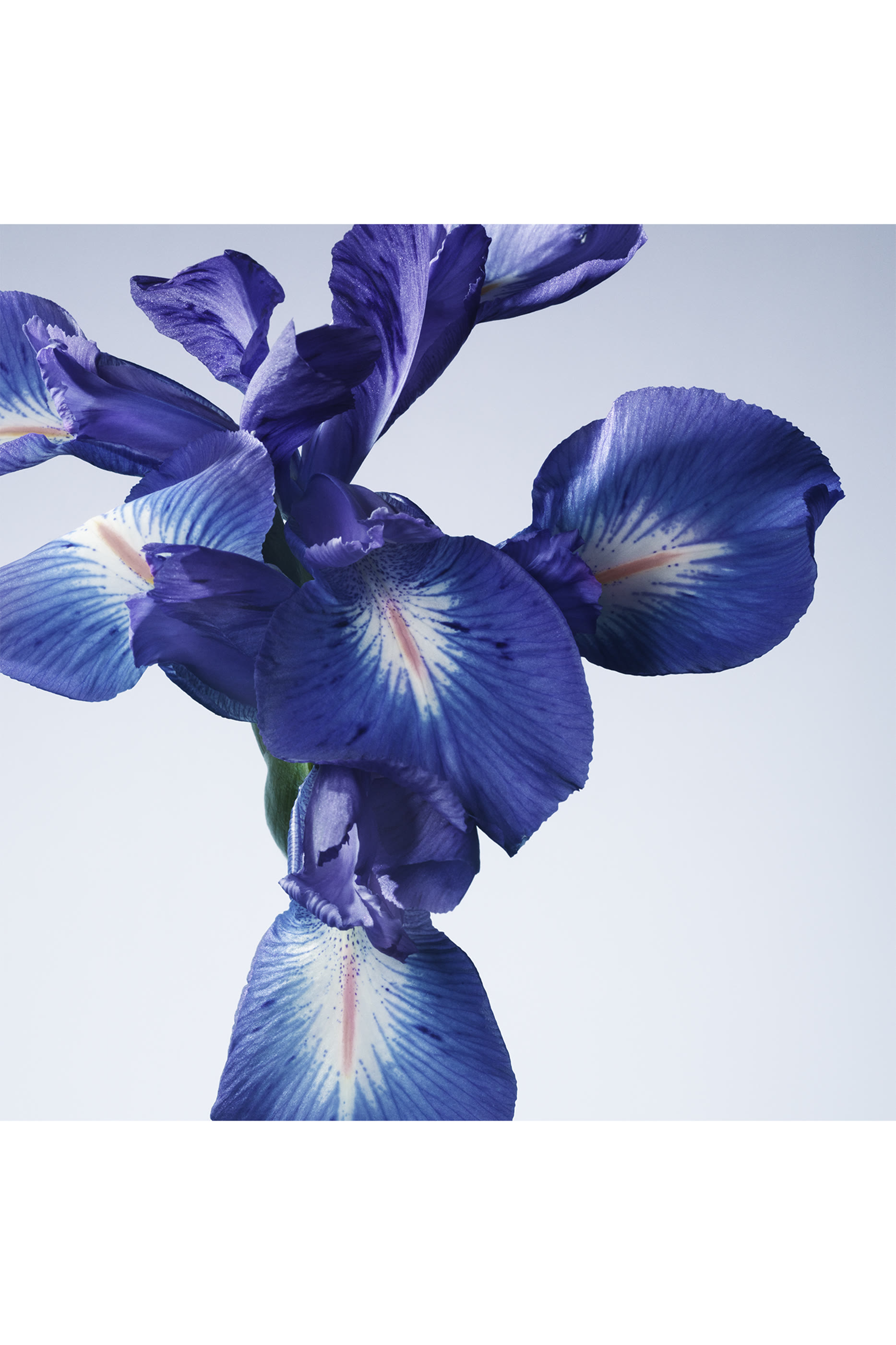 Prive Iris Bleu Eau de Toilette 