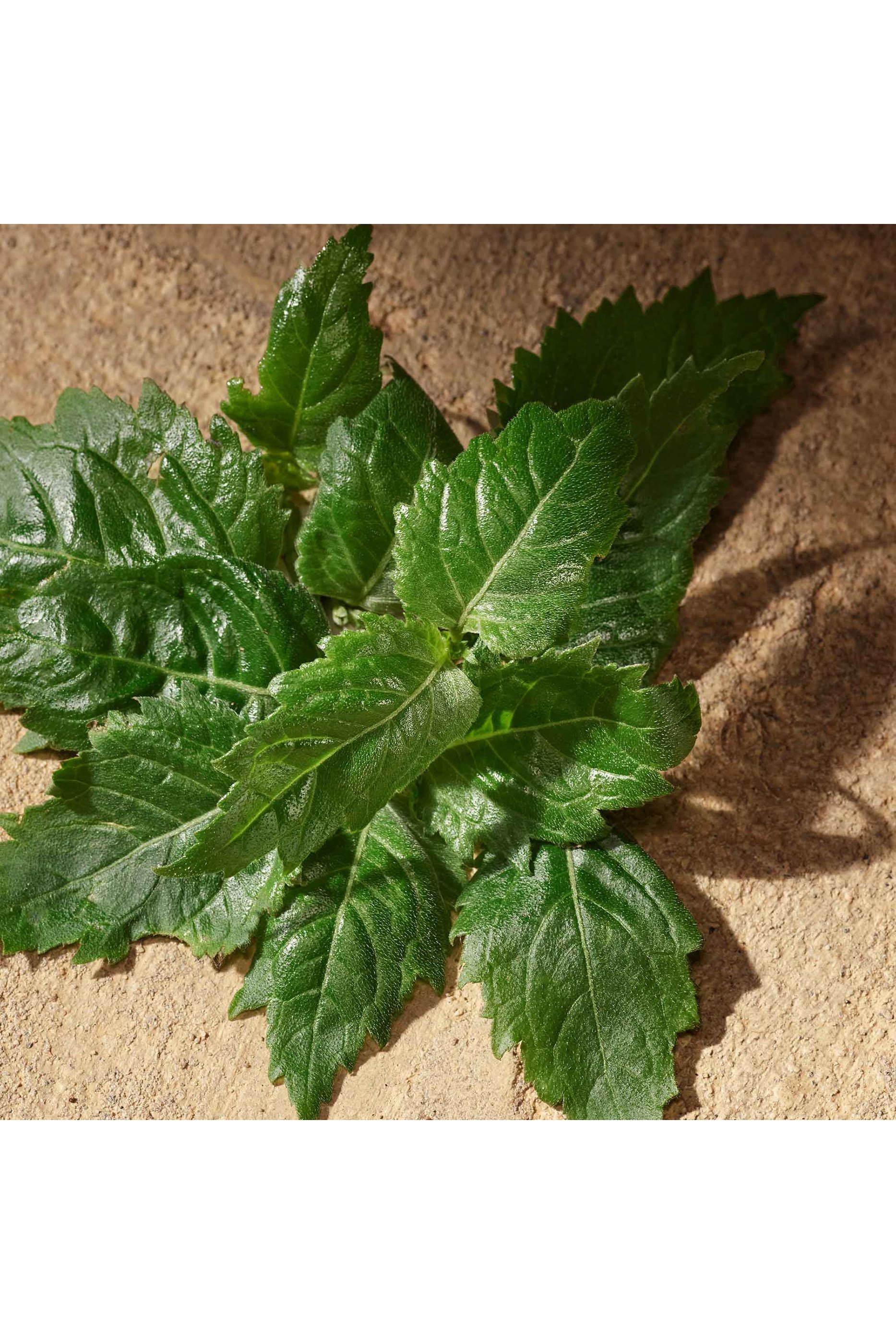 Devotion For Men Eau de Parfum