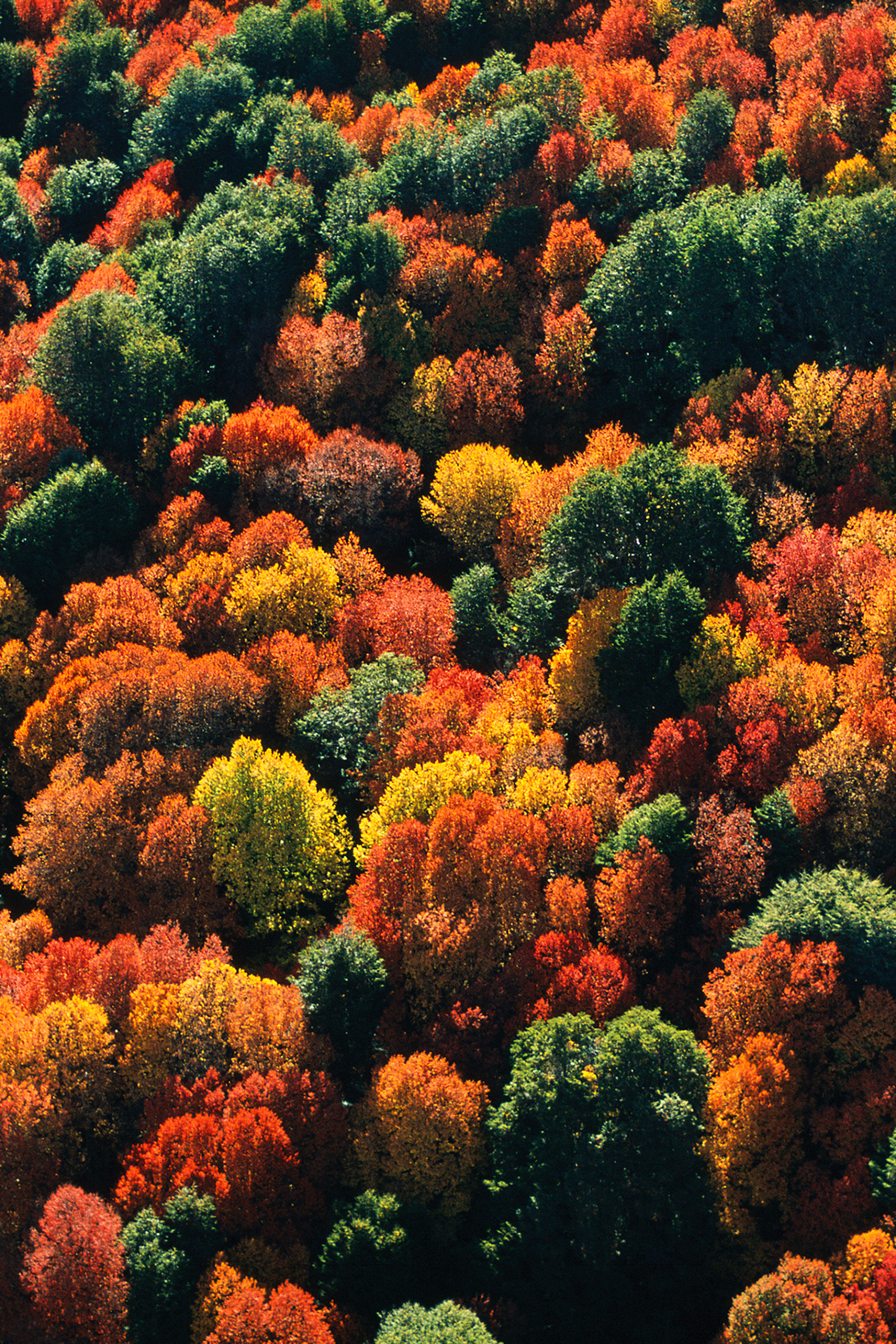 Aqua Allegoria Forte Oud Yuzu Eau de Parfum