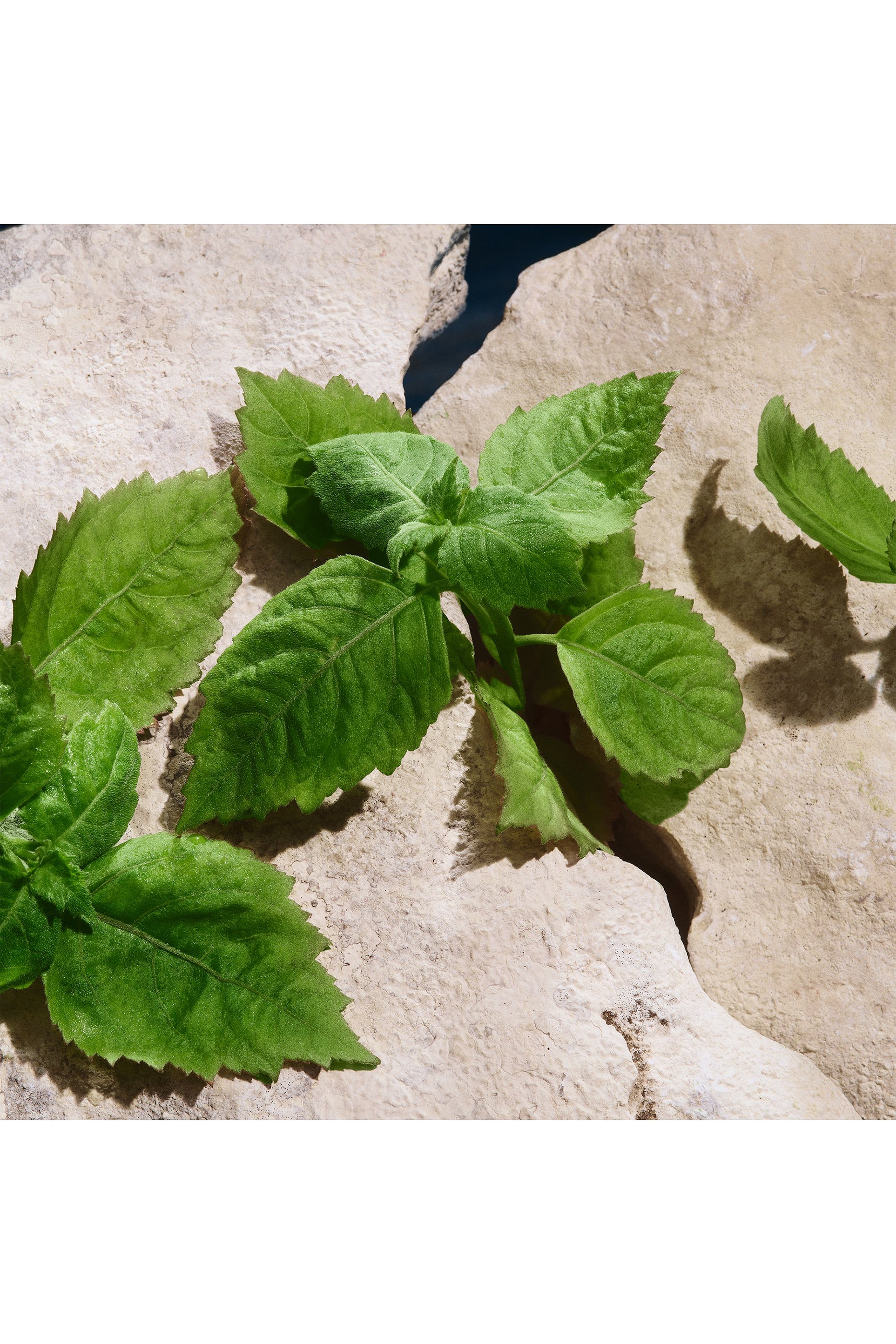 Light Blue Capri In Love Pour Homme Eau de Parfum