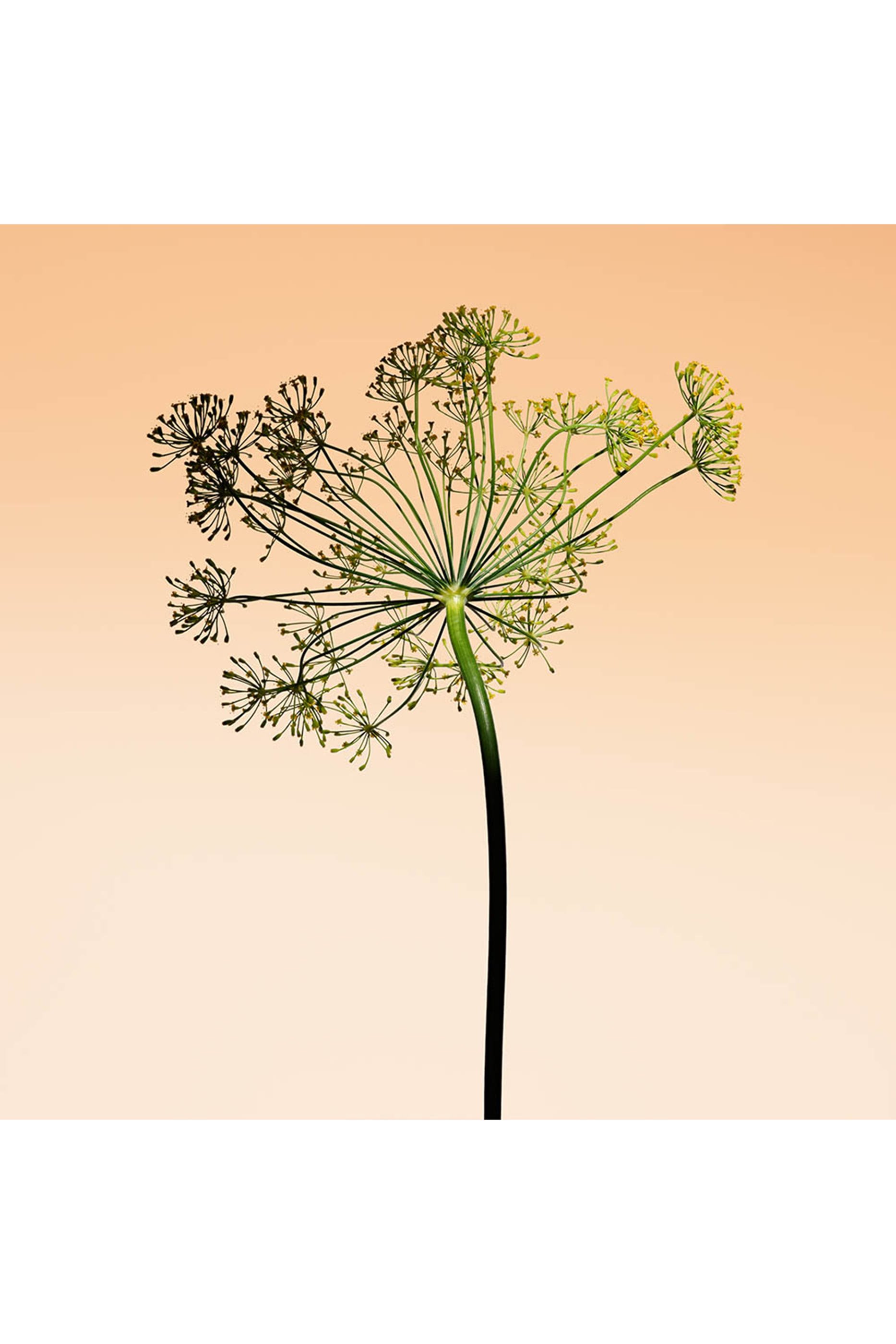 Orange M&eacute;diterran&eacute;e Eau de Toilette