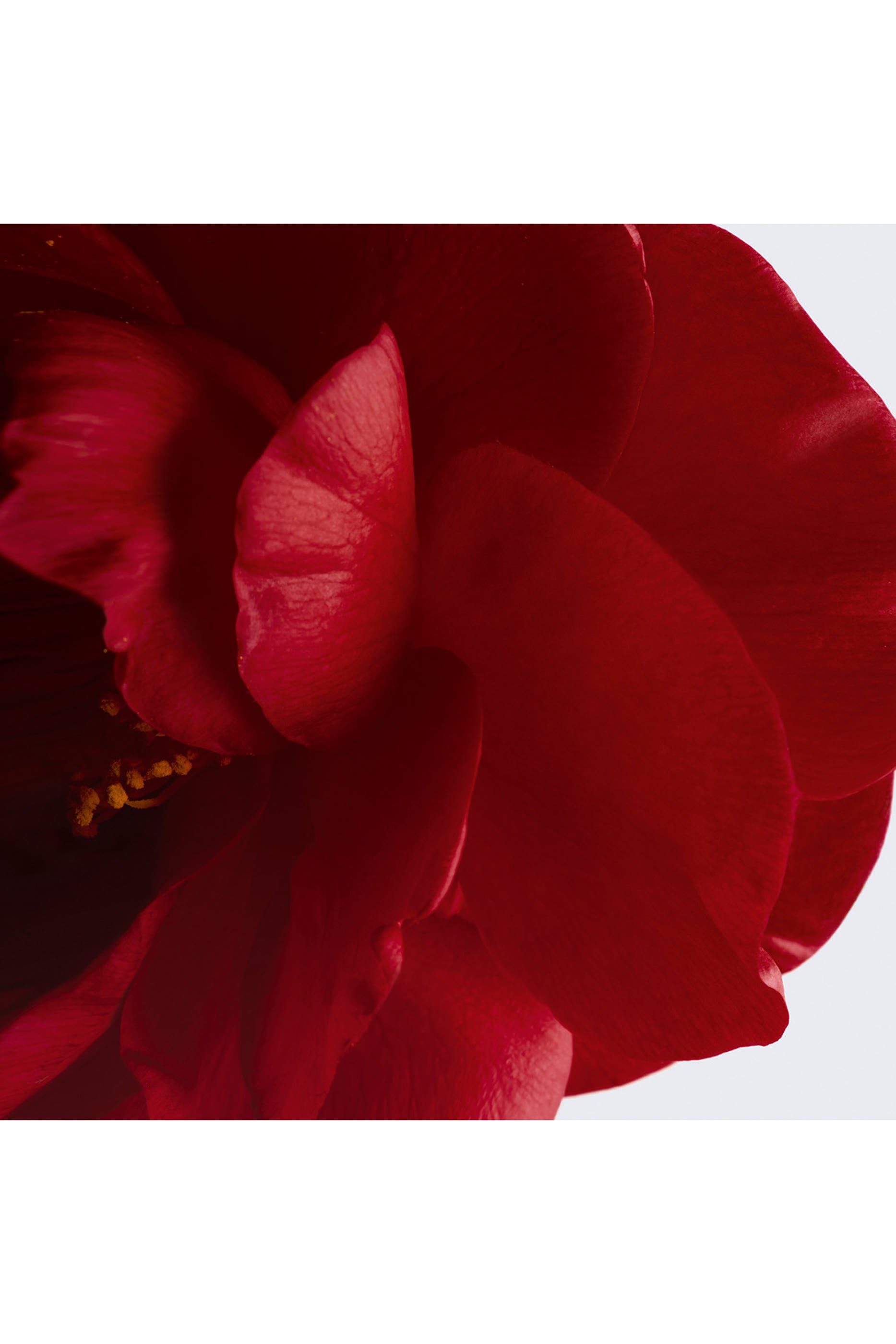 N&deg;1 DE CHANEL REVITALISING LOTION Energises - Refines - Plumps