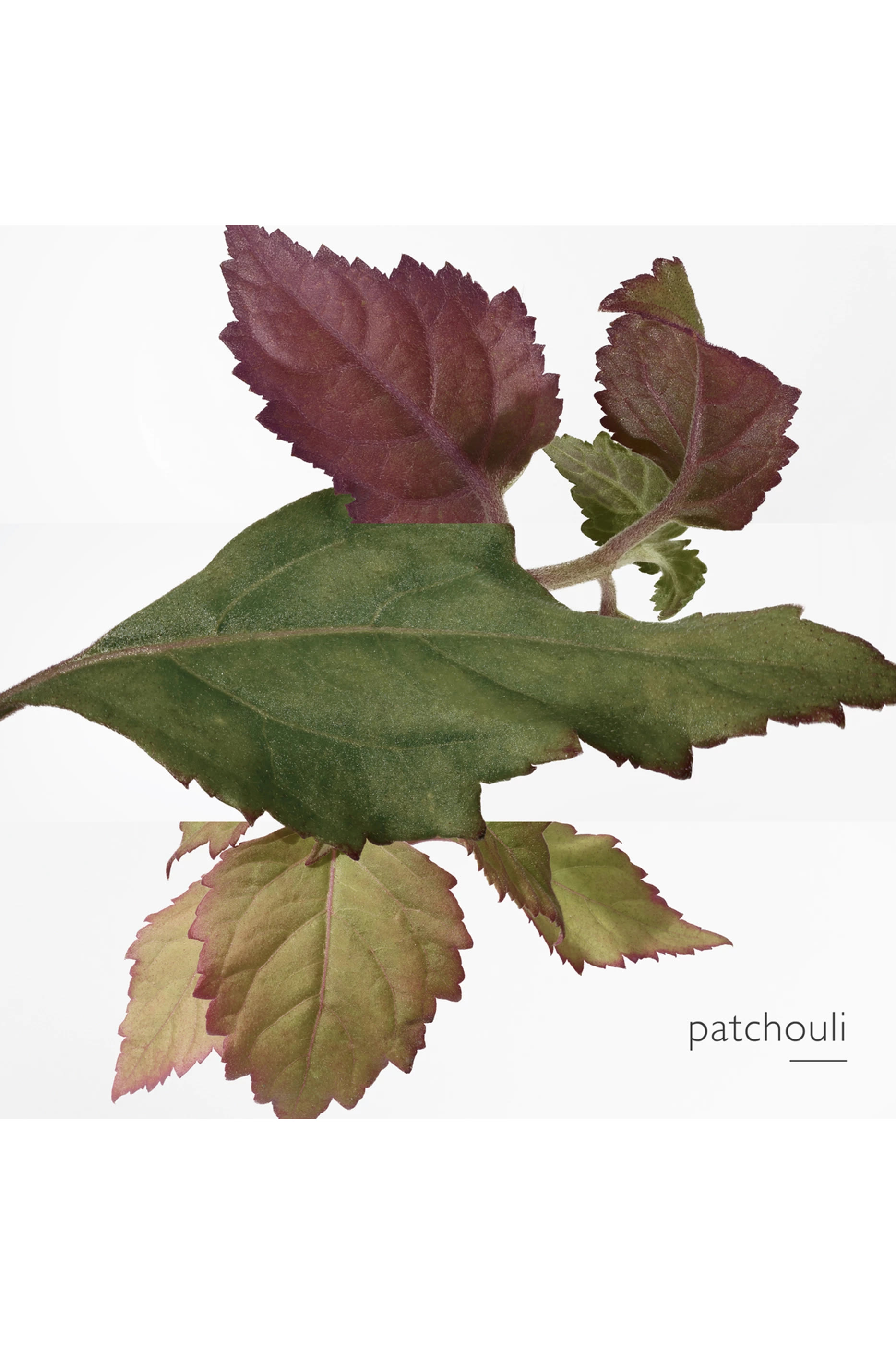 L'Ambre des Merveilles Eau de Parfum