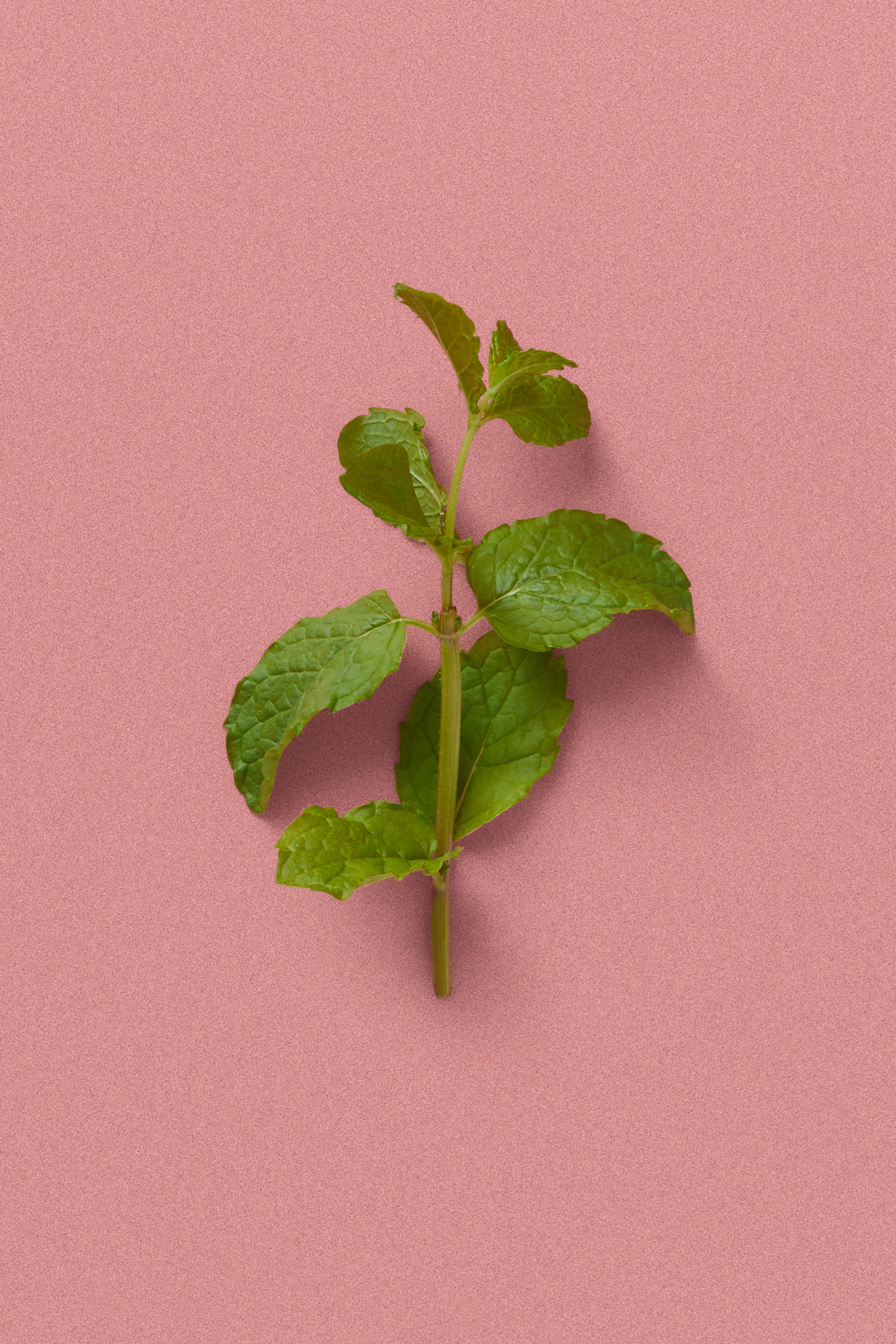 The Alchemist's Garden A Gloaming Night Eau de Parfum